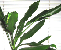 unikatissima Paper from Plants